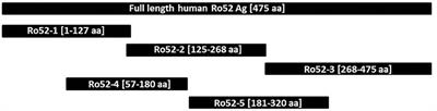 Anti-Ro60 Seropositivity Determines Anti-Ro52 Epitope Mapping in Patients With Systemic Sclerosis